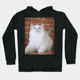 The little white cute cats Hoodie